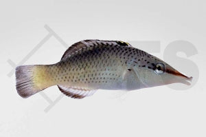 Langnasen Lippfisch (Gomphosus varius)