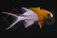 Herzog Schweinslippfisch (Bodianus anthioides)
