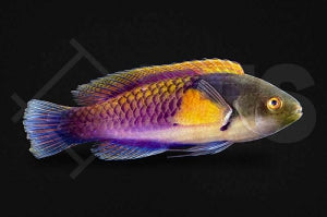 Gelbseiten Zwerglippfisch (Cirrhilabrus lyukyuensis)