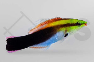 Multicolor Putzerlippfisch Labroides pectoralis