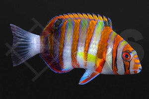 Harlekin Lippfisch (Choerodon fasciatus)