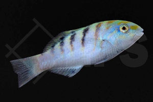 Hardwicks Lippfisch (Thalassoma hardwicke)