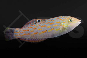 Timor Lippfisch (Halichoeres timorensis)