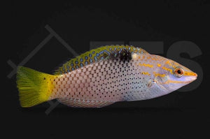 Schachbrett Junker (Halichoeres hortulanus)