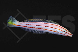 Weissbauch Hechtlippfisch (Hologymnosus doliatus)