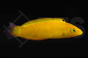Kanarien Lippfisch (Halichoeres chrysus)