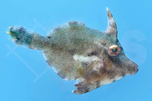 Seegras Feilenfisch (Acreichthys tomentosus)