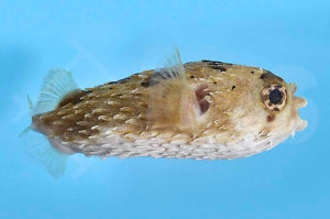 Langstachel Igelfish (Diodon holocanthus)