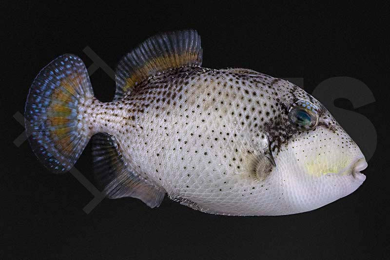 Sternen-Drückerfisch (Abalistes stellaris)