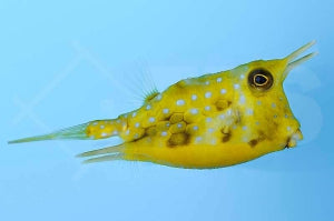 Kuh Kofferfisch (Lactoria cornuta)