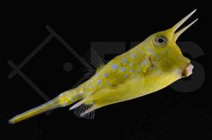 Kuh Kofferfisch Lactoria cornuta