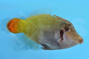 Rotschwanz Feilenfisch (Pervagor melanocephalus)