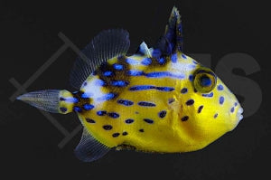 Blaustreifen Drückerfisch (Pseudobalistes fuscus)