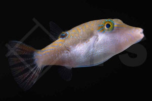 Benetts Kugelfisch (Canthigaster bennetti)