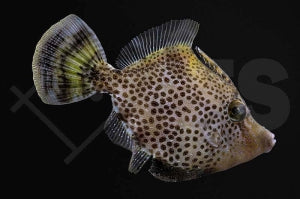 Feilenfisch (Monacanthus chinensis)