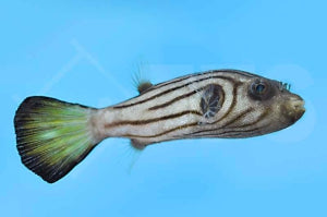 Gestreifter Kugelfisch (Arothron manilensis)