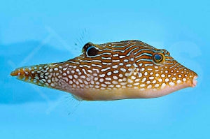 Perlen Kugelfisch (Canthigaster margaritata)