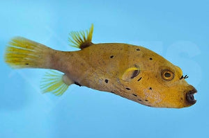 Schwarzflecken Kugelfisch (Arothron nigropunctatus)