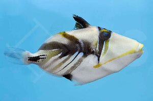 Picasso Drückerfisch (Rhinecanthus aculeatus)