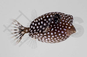 Weißpunkt Kofferfisch (Ostracion meleagris)
