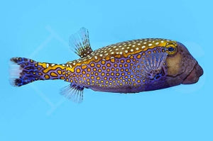 Weißpunkt Kofferfisch Ostracion meleagris