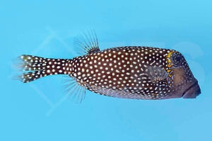 Weißpunkt Kofferfisch (Ostracion meleagris)