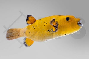 Zitronen Kugelfisch (Arothron citrinellus)