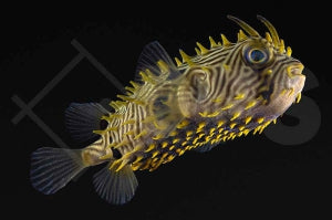 Stachliger Igelfisch (Chilomycterus schoepfii)