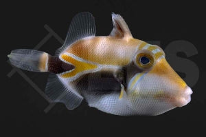 Diamant Picassodrückerfisch (Rhinecanthus rectangulus)