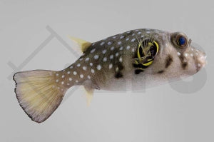 Weißflecken-Kugelfisch (Arothron hispidus)