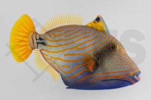 Orangestreifen Drückerfisch (Balistapus undulatus)