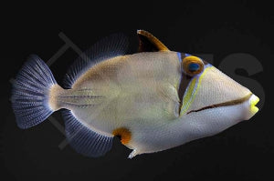 Rotmeer Picassodrückerfisch (Rhinecanthus assasi)