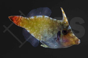 Blauer Rotschwanzfeilenfisch (Pervagor janthinosoma)