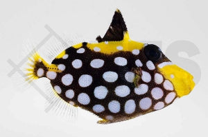 Leopardendrücker (Balistoides conspicillum)