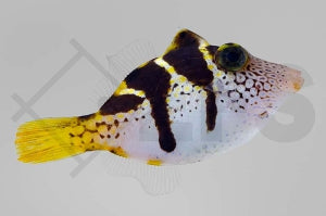 Schwarzsattel Feilenfisch (Paraluteres prionurus)