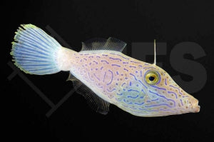Schrift Feilenfisch Aluterus scriptus