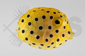 Gewöhnlicher Kofferfisch (Ostracion cubicus)