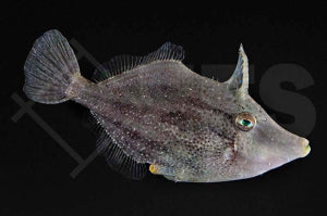 Gesäumter Feilenfisch (Monacanthus ciliatus)