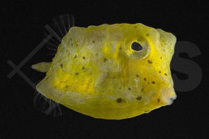 Kuh Kofferfisch (Lactoria cornuta)
