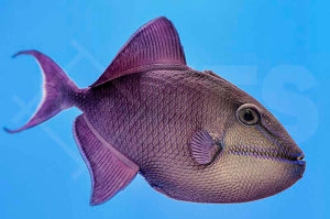 Rotzahn Drückerfisch (Odonus niger)