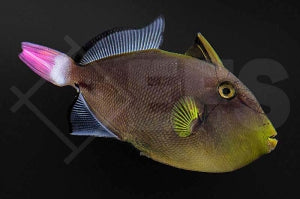 Rotschwanz Drückerfisch (Melichthys vidua)