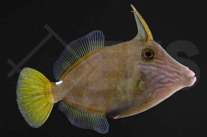 Netz Feilenfisch (Cantherhines pardalis)