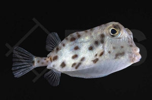 Nashorn Kofferfisch  (Ostracion rhinorhynchos)