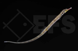 Drachenkopf Seenadel Corythoichthys intestinalis