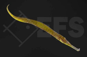 Dreieckige Seenadel (Syngnathoides biaculeatus)