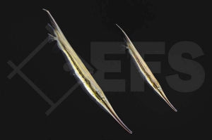Schwarzer Gelbflossen (Blenny Enchelyurus flavipes)