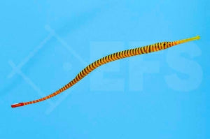 Geringelte Seenadel (Dunckerocampus multiannulatus)
