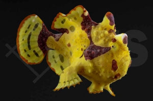 Warzen Anglerfisch 