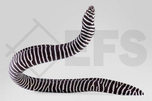 Zebramuräne (Gymnomuraena zebra)