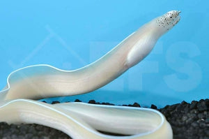 Geisterband Muräne (Pseudechidna brummeri)